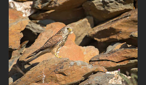 Rötelfalke (Falco naumanni)