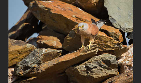 Rötelfalke (Falco naumanni)