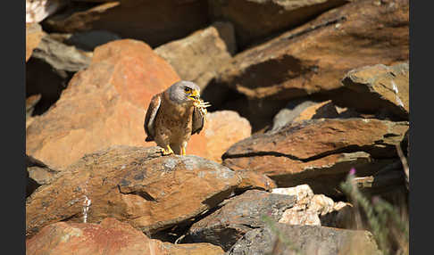 Rötelfalke (Falco naumanni)