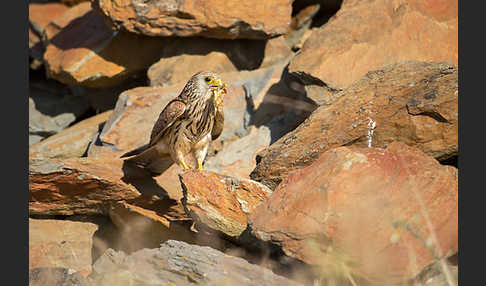 Rötelfalke (Falco naumanni)