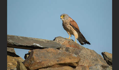 Rötelfalke (Falco naumanni)