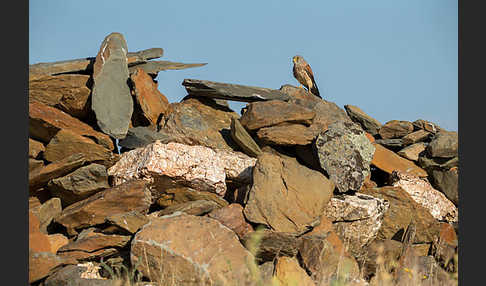 Rötelfalke (Falco naumanni)