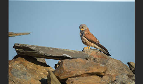 Rötelfalke (Falco naumanni)