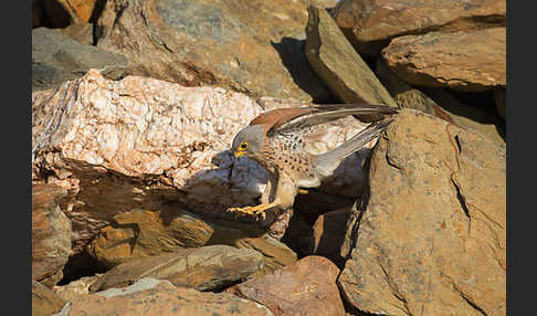 Rötelfalke (Falco naumanni)