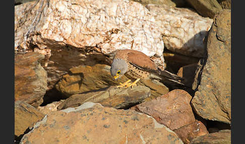 Rötelfalke (Falco naumanni)