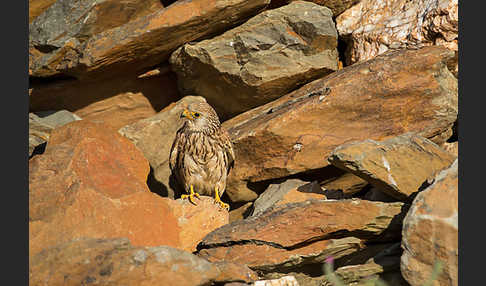 Rötelfalke (Falco naumanni)