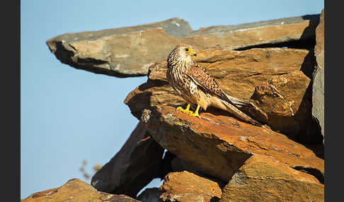 Rötelfalke (Falco naumanni)