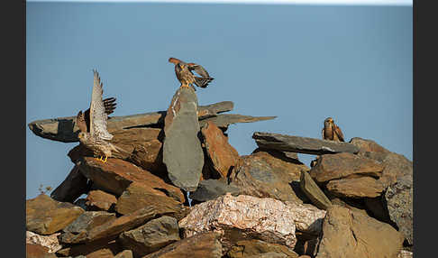 Rötelfalke (Falco naumanni)