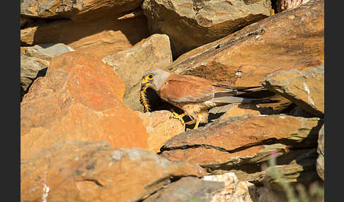 Rötelfalke (Falco naumanni)