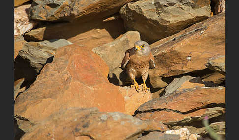 Rötelfalke (Falco naumanni)