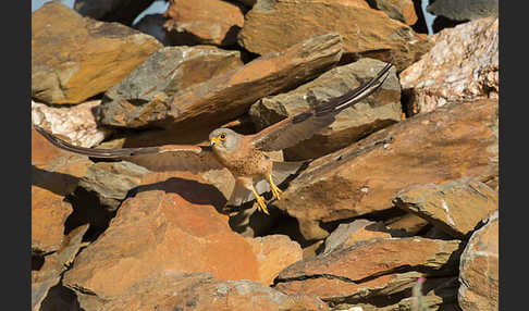 Rötelfalke (Falco naumanni)