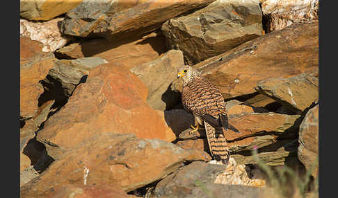 Rötelfalke (Falco naumanni)