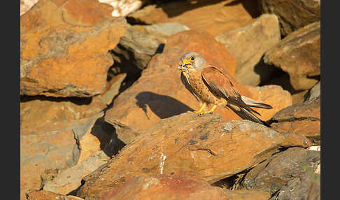 Rötelfalke (Falco naumanni)