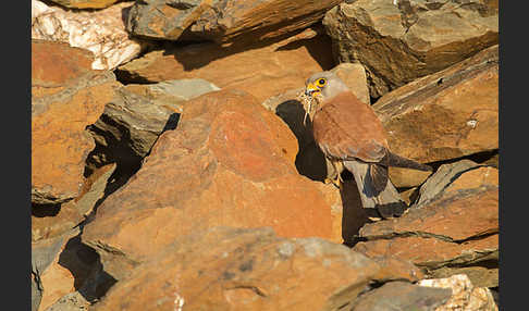 Rötelfalke (Falco naumanni)