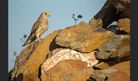 Rötelfalke (Falco naumanni)