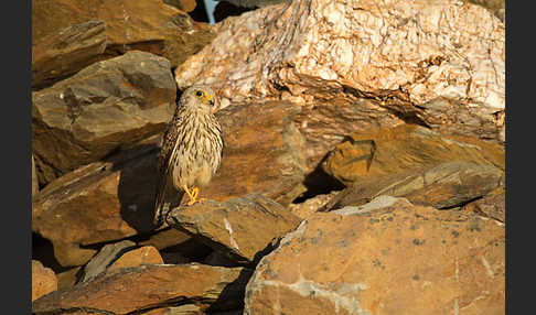 Rötelfalke (Falco naumanni)