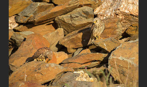 Rötelfalke (Falco naumanni)