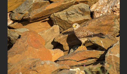 Rötelfalke (Falco naumanni)