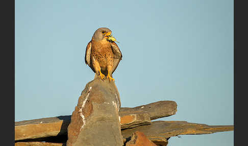 Rötelfalke (Falco naumanni)