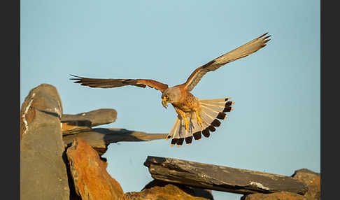 Rötelfalke (Falco naumanni)