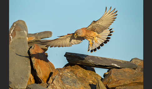 Rötelfalke (Falco naumanni)