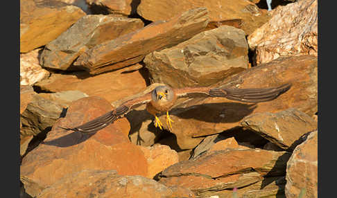 Rötelfalke (Falco naumanni)