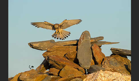 Rötelfalke (Falco naumanni)