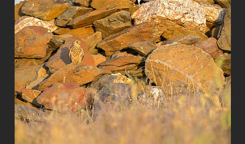 Rötelfalke (Falco naumanni)