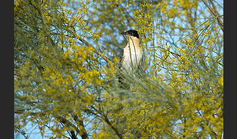 Häherkuckuck (Clamator glandarius)