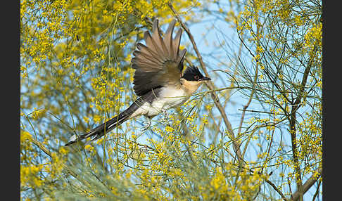 Häherkuckuck (Clamator glandarius)