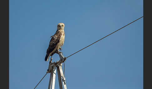 Schlangenadler (Circaetus gallicus)