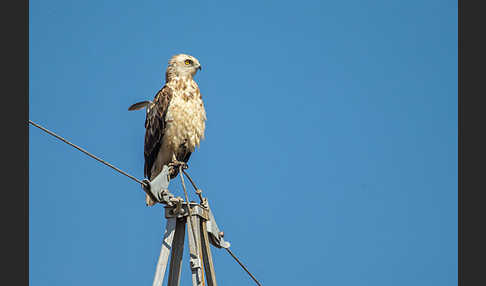 Schlangenadler (Circaetus gallicus)