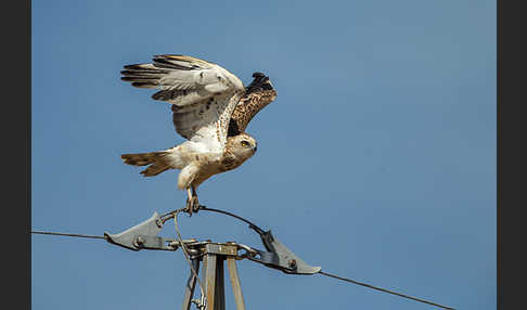 Schlangenadler (Circaetus gallicus)