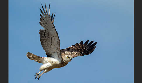 Schlangenadler (Circaetus gallicus)