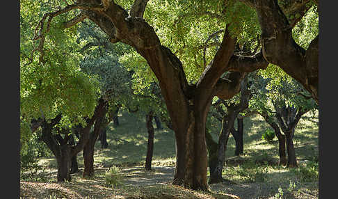 Kork-Eiche (Quercus suber)