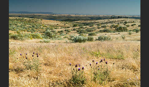 Spanische Artischocke (Cynara cardunculus)