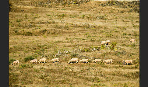 Merinoschaf (Ovis gmelini aries sspec.3)