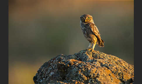 Steinkauz (Athene noctua)