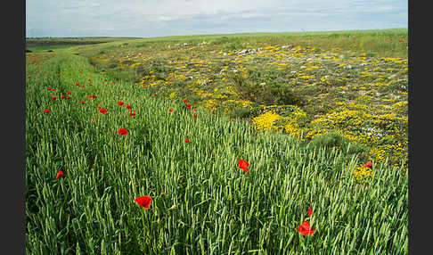 Spanien (Spain)