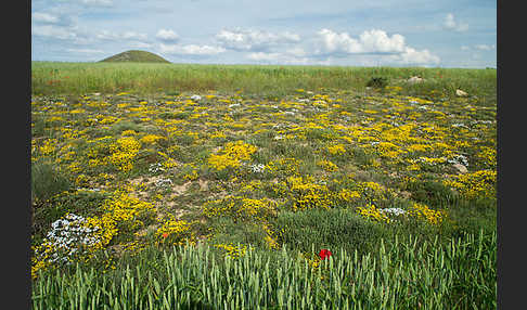 Spanien (Spain)