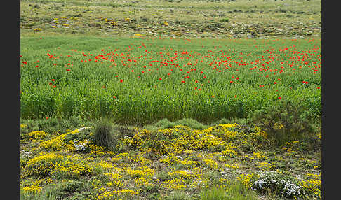 Spanien (Spain)