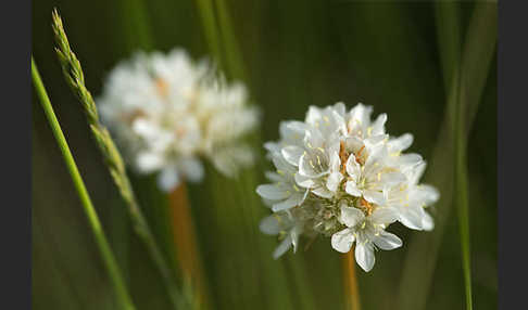 Zottige Grasnelke (Armeria villosa)