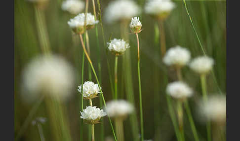 Zottige Grasnelke (Armeria villosa)