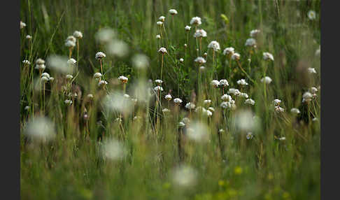 Zottige Grasnelke (Armeria villosa)