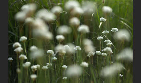 Zottige Grasnelke (Armeria villosa)