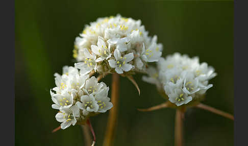 Zottige Grasnelke (Armeria villosa)