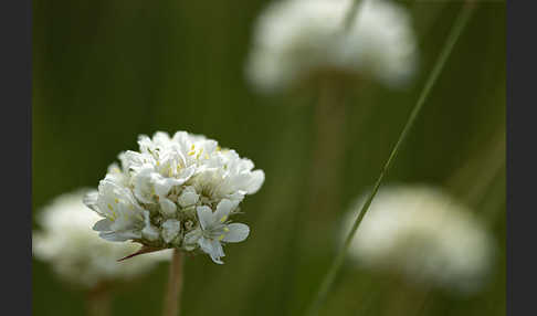 Zottige Grasnelke (Armeria villosa)