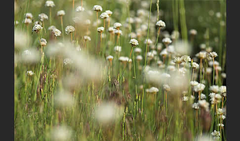 Zottige Grasnelke (Armeria villosa)