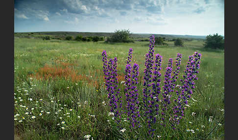 Gewöhnlicher Natternkopf (Echium vulgare)