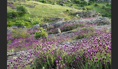 Schopf-Lavendel (Lavandula stoechas)